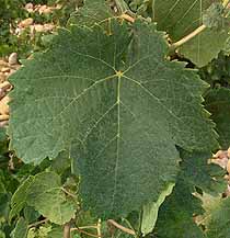 Feuille de Muscardin