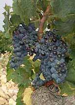 Grappe de Muscardin