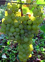 Grappe de Perlette