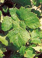 Feuille de Tressot