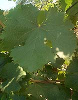 Feuille de Chenin