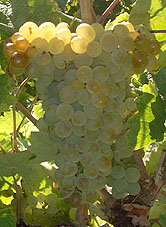 Grappe de Clairette