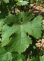 Feuille de Danlas