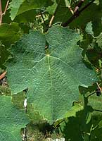Feuille de Fer