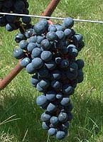Grappe de Fer