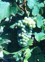 Grappe de Folle Blanche (Gros Plant)