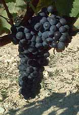 Grappe de Gamay