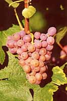 Grappe de Gewürztraminer