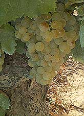 Grappe de Grenache Blanc