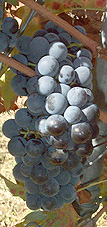 Grappe de Grolleau