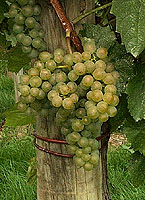 Grappe de Gros Manseng