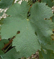 Feuille de Gros Vert