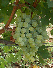 Grappe de Gros Vert