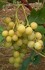 Grappe d'Italia
