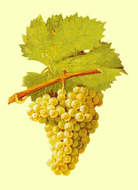 Grappe de Jacquère