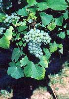 Grappe de Jurançon