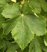 Feuille de Macabeu