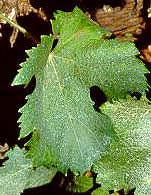 Feuille de Manseng