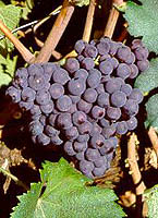 Grappe de Manseng