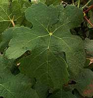 Feuille de Marsanne