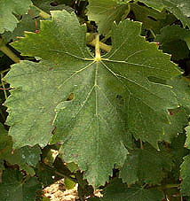 Feuille de Marselan