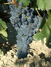 Grappe de Marselan