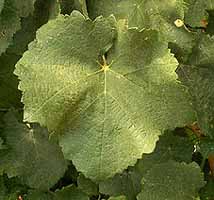 Feuille de Mauzac
