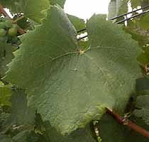 Feuille de Melon