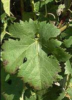 Feuille de Meunier