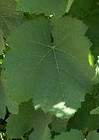 Feuille de Mondeuse