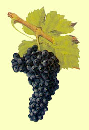 Grappe de Mondeuse