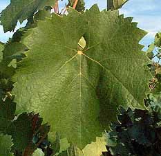Feuille de Mourvèdre
