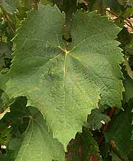 Feuille de Muscadelle