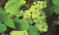 Grappe de Muscat Ottonel