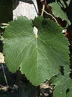 Feuille de Négrette
