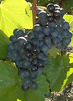 Grappe de Négrette