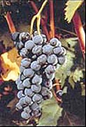 Grappe de Nielluccio