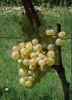 Grappe de Ondenc