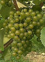 Grappe de Petit Manseng