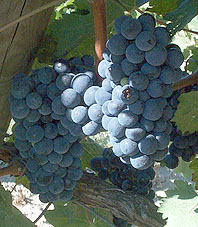 Grappe de Cabernet Franc