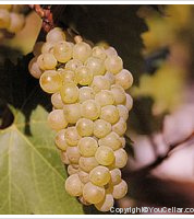 Domaine du Landreau - Chardonnay