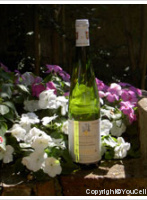 Kientzler, Muscat Grand Cru Kirchberg